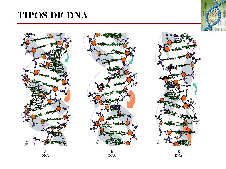 TIPOS DE DNA 