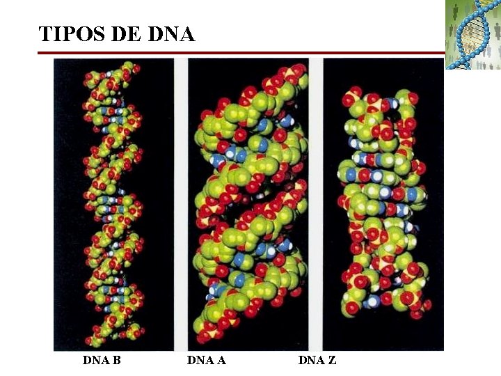 TIPOS DE DNA B DNA A DNA Z 