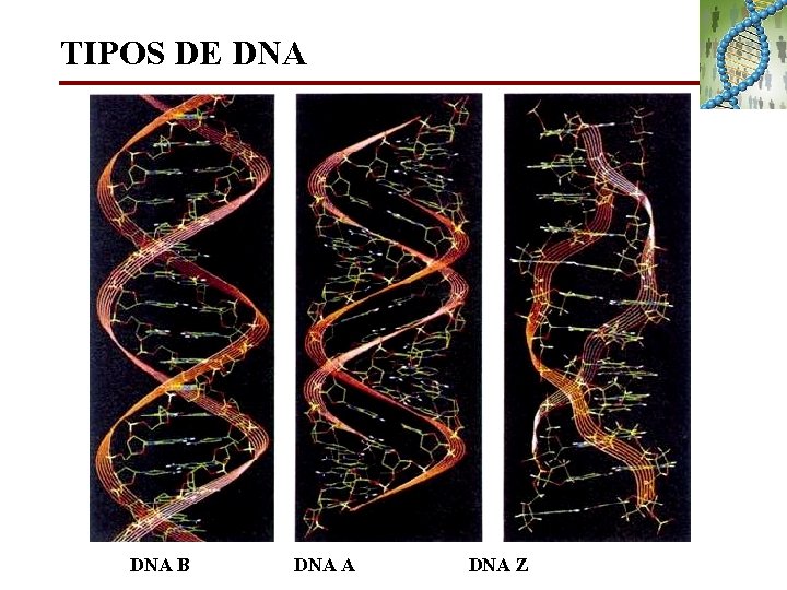 TIPOS DE DNA B DNA A DNA Z 