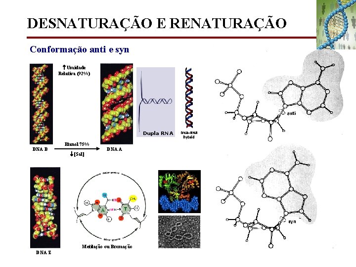 DESNATURAÇÃO E RENATURAÇÃO Conformação anti e syn Umidade Relativa (92%) Dupla RNA DNA B