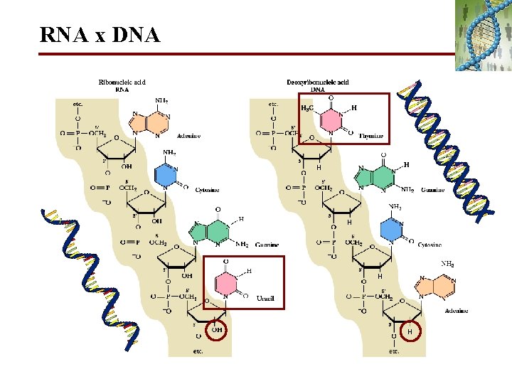 RNA x DNA H H 