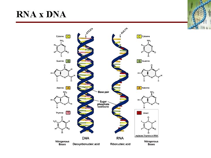 RNA x DNA 