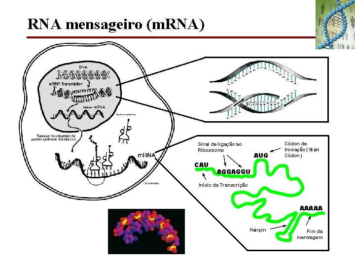 RNA mensageiro (m. RNA) Sinal de ligação ao Ribossomo CAU AUG Códon de Iniciação