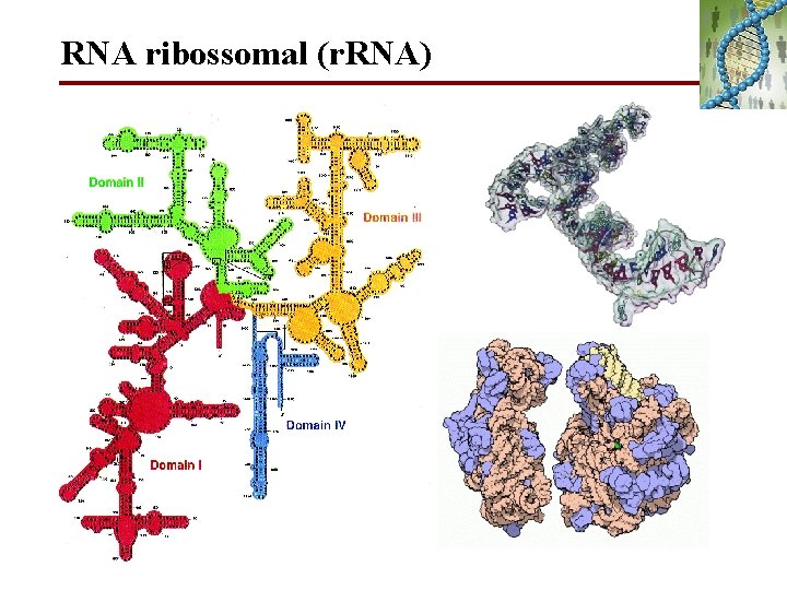 RNA ribossomal (r. RNA) 