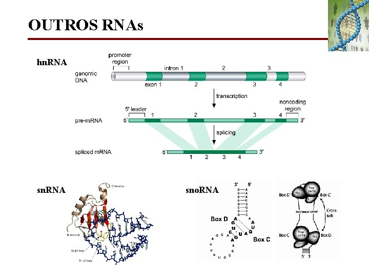 OUTROS RNAs hn. RNA sno. RNA 