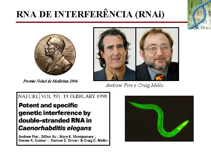 RNA DE INTERFERÊNCIA (RNAi) Premio Nobel de Medicina 2006 Andrew Fire e Craig Mello