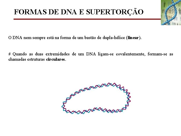 FORMAS DE DNA E SUPERTORÇÃO O DNA nem sempre está na forma de um