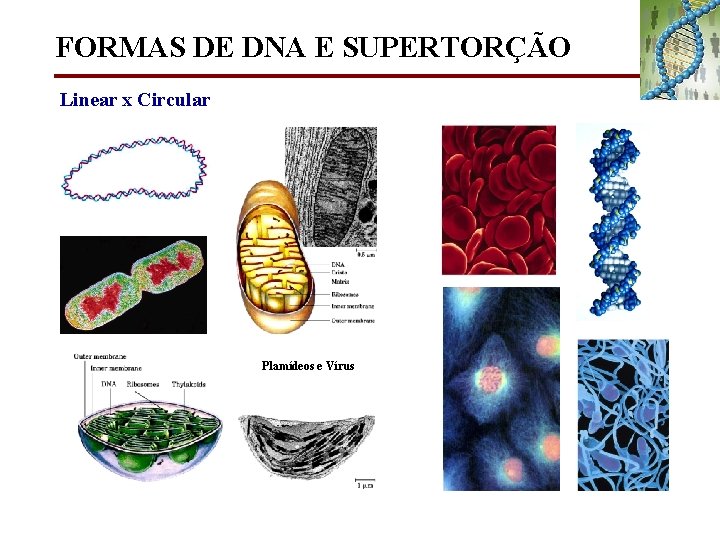 FORMAS DE DNA E SUPERTORÇÃO Linear x Circular Plamídeos e Vírus 