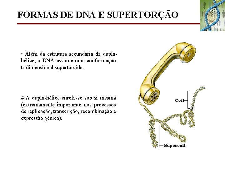 FORMAS DE DNA E SUPERTORÇÃO • Além da estrutura secundária da duplahélice, o DNA