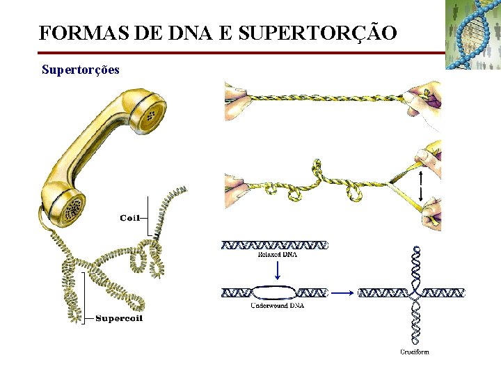FORMAS DE DNA E SUPERTORÇÃO Supertorções 
