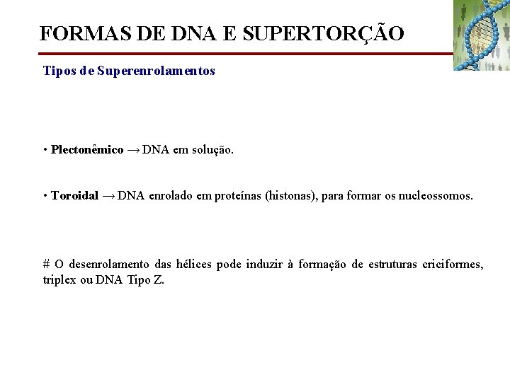 FORMAS DE DNA E SUPERTORÇÃO Tipos de Superenrolamentos • Plectonêmico → DNA em solução.