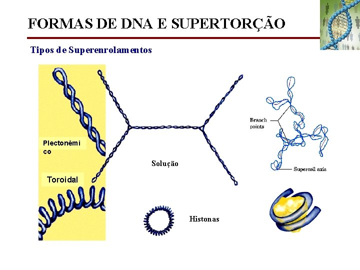 FORMAS DE DNA E SUPERTORÇÃO Tipos de Superenrolamentos Plectonêmi co Solução Toroidal Histonas 
