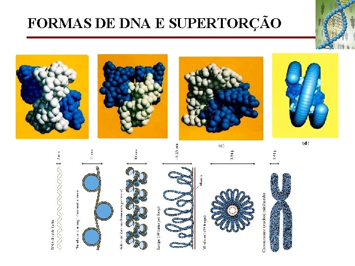 FORMAS DE DNA E SUPERTORÇÃO 