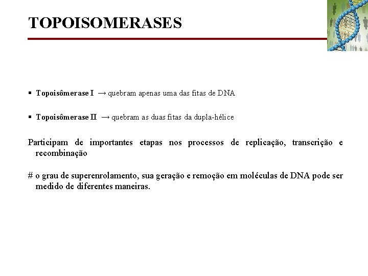 TOPOISOMERASES § Topoisômerase I → quebram apenas uma das fitas de DNA § Topoisômerase