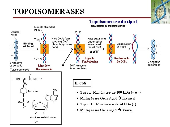 TOPOISOMERASES Topoisomerase do tipo I Relaxamento de Superenrolamento ATP Ligação Fosfotirosina Restauração do DNA