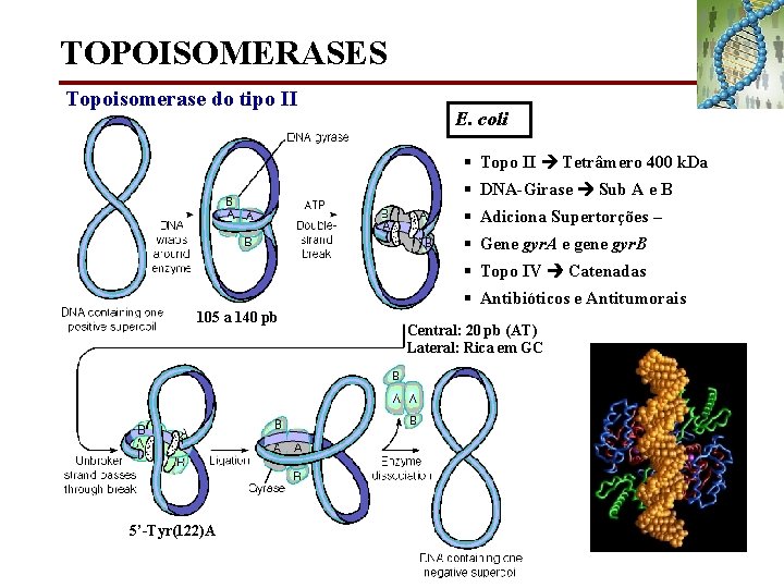 TOPOISOMERASES Topoisomerase do tipo II E. coli § Topo II Tetrâmero 400 k. Da