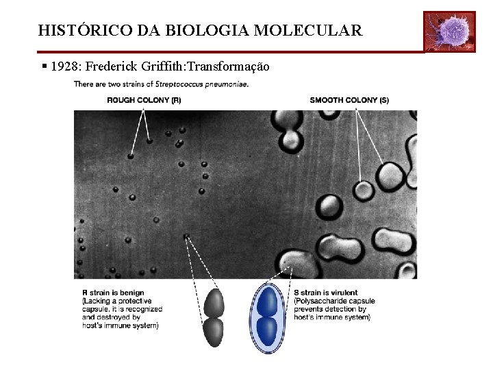 HISTÓRICO DA BIOLOGIA MOLECULAR § 1928: Frederick Griffith: Transformação 
