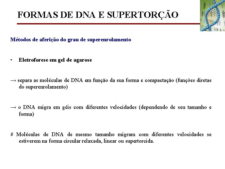 FORMAS DE DNA E SUPERTORÇÃO Métodos de aferição do grau de superenrolamento • Eletroforese