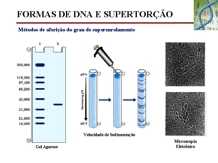 FORMAS DE DNA E SUPERTORÇÃO Métodos de aferição do grau de superenrolamento Velocidade de