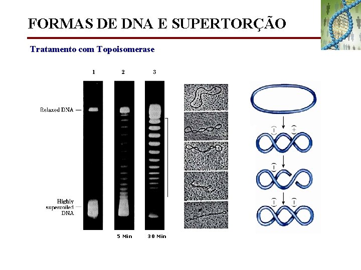 FORMAS DE DNA E SUPERTORÇÃO Tratamento com Topoisomerase 5 Min 30 Min 