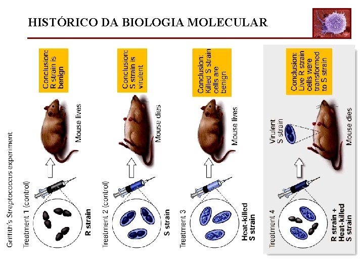 HISTÓRICO DA BIOLOGIA MOLECULAR 