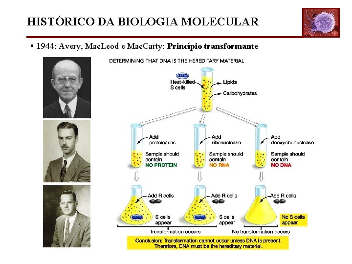 HISTÓRICO DA BIOLOGIA MOLECULAR § 1944: Avery, Mac. Leod e Mac. Carty: Princípio transformante