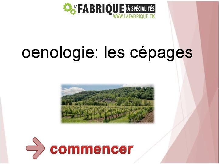 oenologie: les cépages commencer 