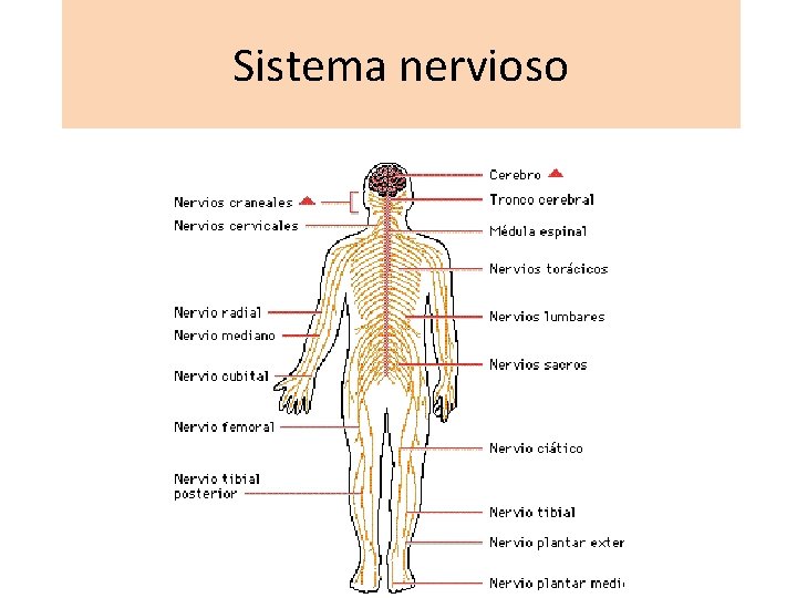 Sistema nervioso 