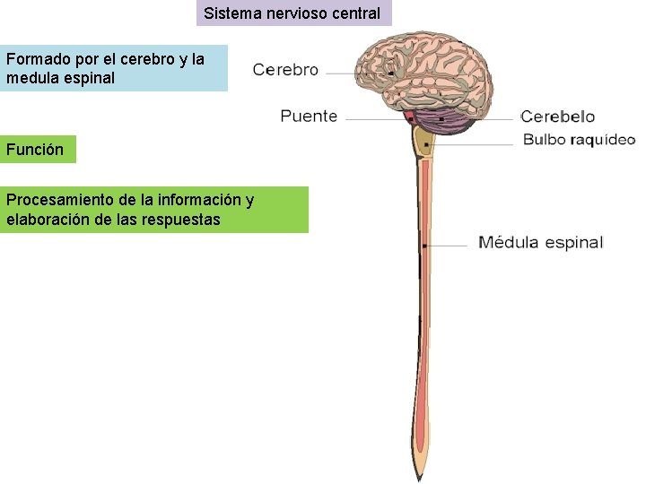 Sistema nervioso central Formado por el cerebro y la medula espinal Función Procesamiento de