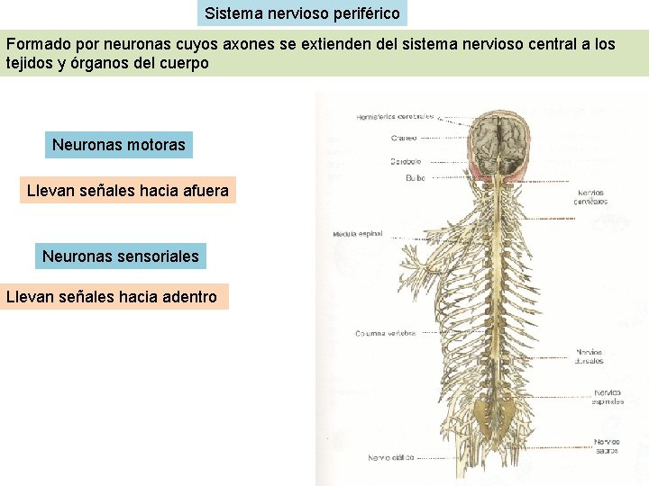 Sistema nervioso periférico Formado por neuronas cuyos axones se extienden del sistema nervioso central