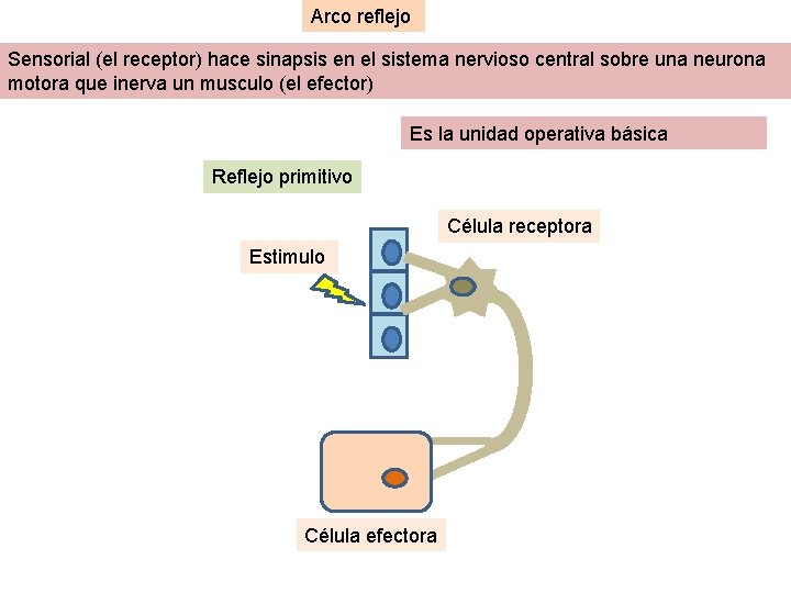 Arco reflejo Sensorial (el receptor) hace sinapsis en el sistema nervioso central sobre una