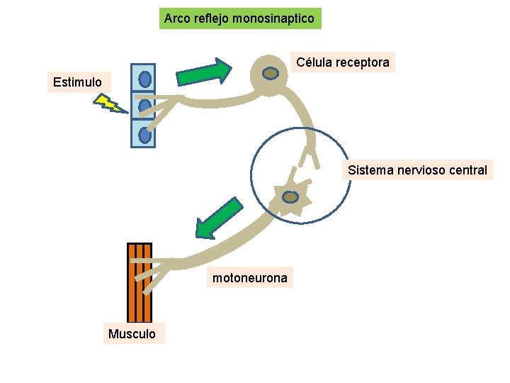 Arco reflejo monosinaptico Célula receptora Estimulo Sistema nervioso central motoneurona Musculo 