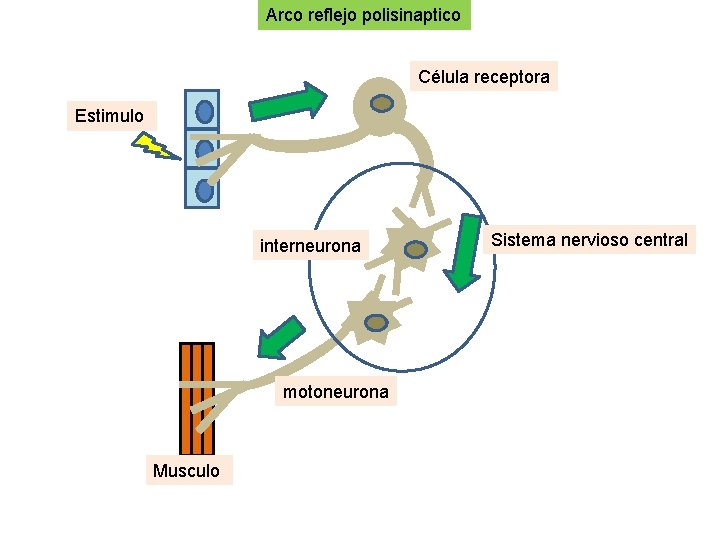 Arco reflejo polisinaptico Célula receptora Estimulo interneurona motoneurona Musculo Sistema nervioso central 