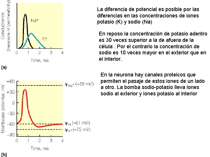 La diferencia de potencial es posible por las diferencias en las concentraciones de iones