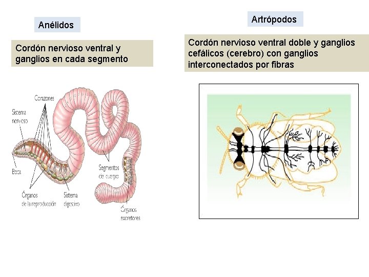 Anélidos Cordón nervioso ventral y ganglios en cada segmento Artrópodos Cordón nervioso ventral doble