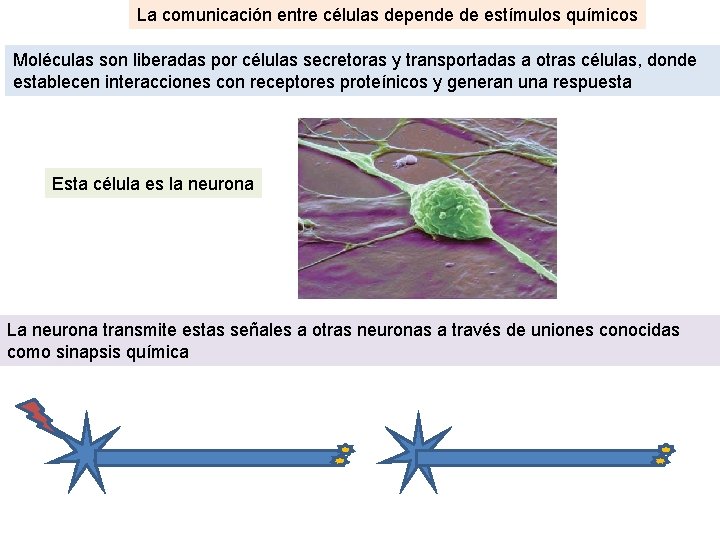 La comunicación entre células depende de estímulos químicos Moléculas son liberadas por células secretoras