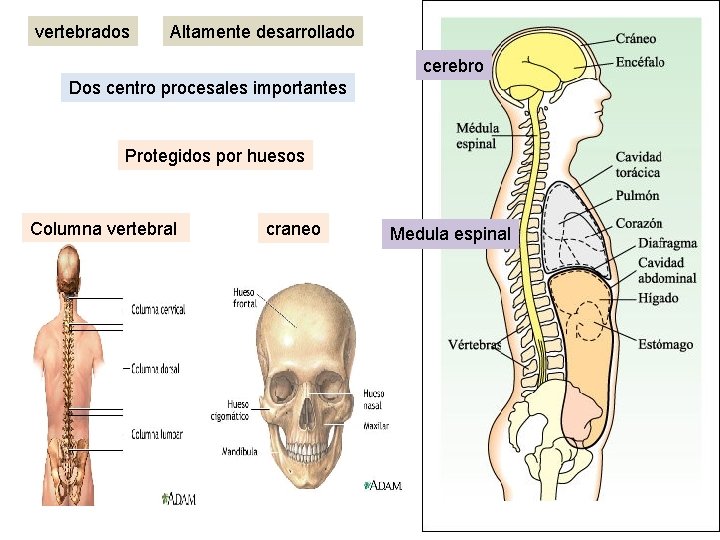 vertebrados Altamente desarrollado cerebro Dos centro procesales importantes Protegidos por huesos Columna vertebral craneo
