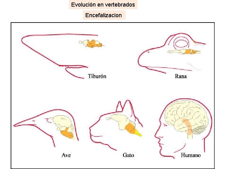 Evolución en vertebrados Encefalizacion 