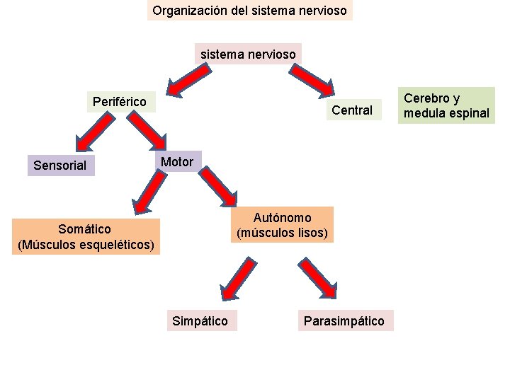 Organización del sistema nervioso Periférico Sensorial Central Motor Autónomo (músculos lisos) Somático (Músculos esqueléticos)