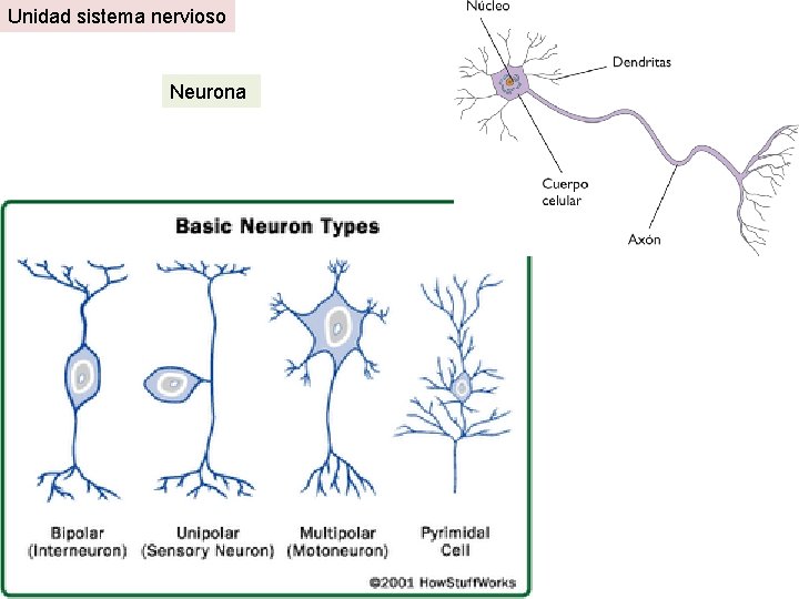 Unidad sistema nervioso Neurona 