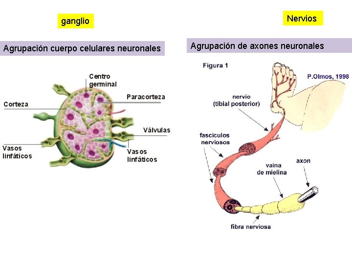 ganglio Agrupación cuerpo celulares neuronales Nervios Agrupación de axones neuronales 