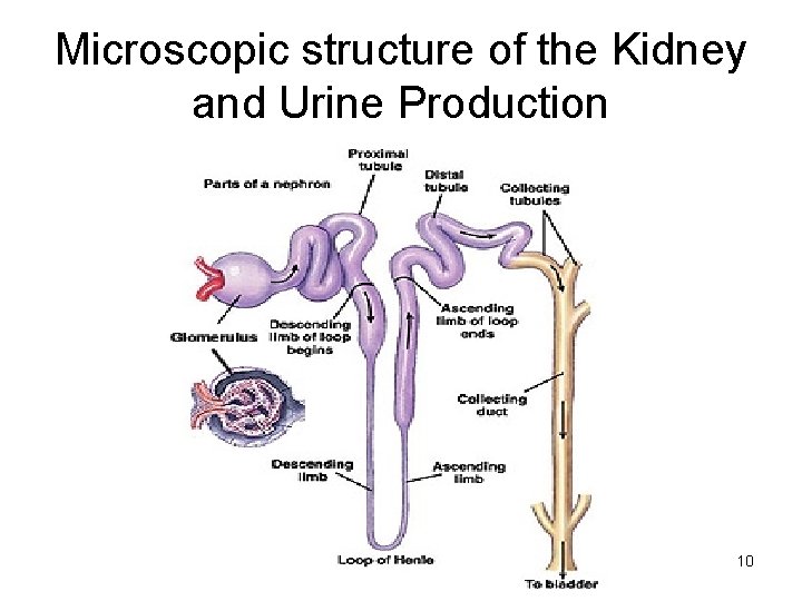 Microscopic structure of the Kidney and Urine Production 10 