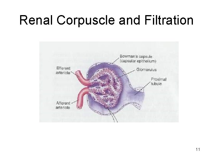 Renal Corpuscle and Filtration 11 