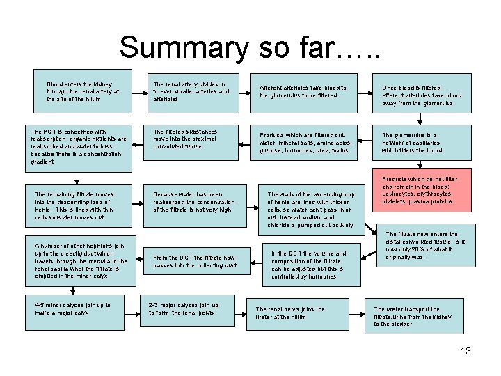 Summary so far…. . Blood enters the kidney through the renal artery at the