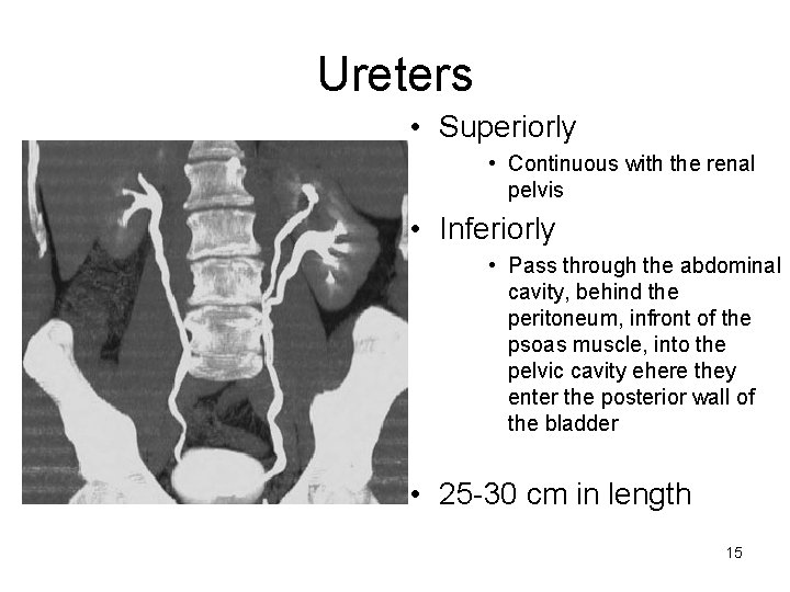 Ureters • Superiorly • Continuous with the renal pelvis • Inferiorly • Pass through