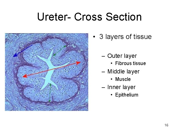 Ureter- Cross Section • 3 layers of tissue – Outer layer • Fibrous tissue