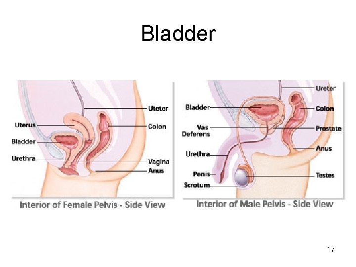 Bladder 17 