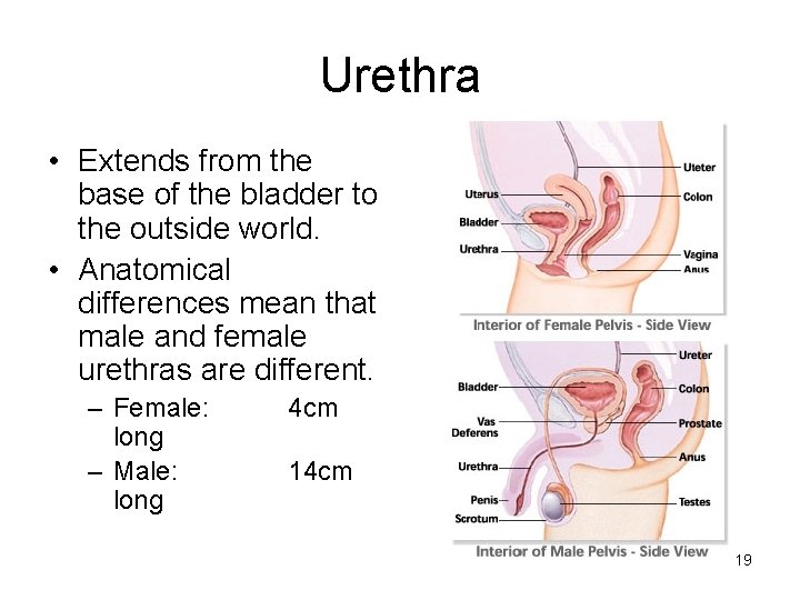 Urethra • Extends from the base of the bladder to the outside world. •