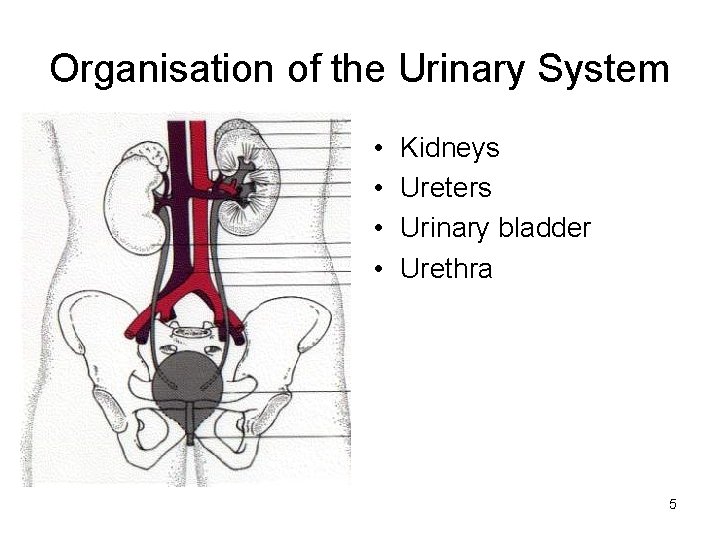 Organisation of the Urinary System • • Kidneys Ureters Urinary bladder Urethra 5 