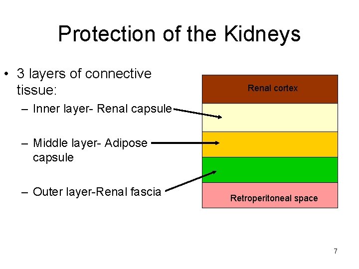 Protection of the Kidneys • 3 layers of connective tissue: Renal cortex – Inner